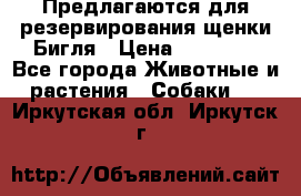 Предлагаются для резервирования щенки Бигля › Цена ­ 40 000 - Все города Животные и растения » Собаки   . Иркутская обл.,Иркутск г.